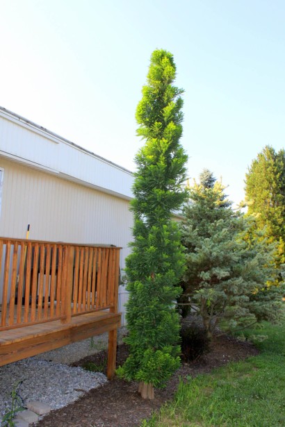 Таксодій дворядний Певе Мінарет в ландшафті